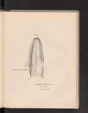 Fig. 10.