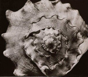 Siphonostomato Cassis coronata, Tropische Meere