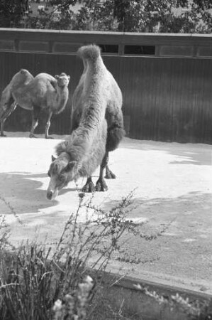 Kamele im Karlsruher Zoo