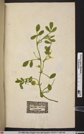 Schnecken= und Igel=Klee. Trifolium Cochleatum.
