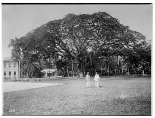 Buitenzorg (Bogor), Java/Indonesien. Botanischer Garten (1817; K. G. K. Reinwardt). Zwei Touristen der Hapag auf Rasenfläche vor Baumriesen (wohl Ficus sp.)