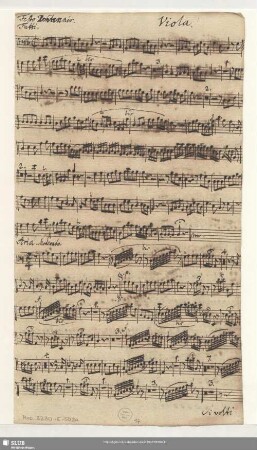 Viola.