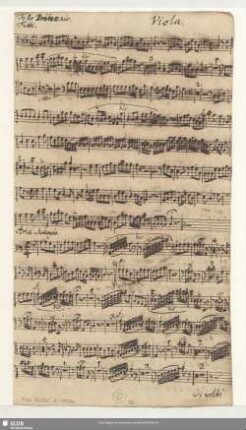Viola.