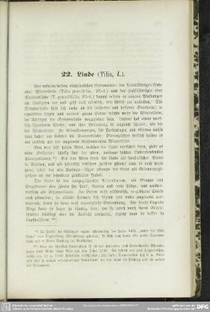 22. Linde (Tilia, L.)
