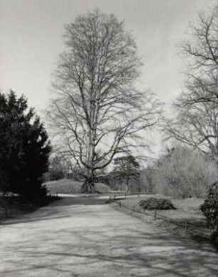 Bad Muskau, Landschaftspark : Bad Muskau, Landschaftspark, Fürst-Pückler-Park Bad Muskau, (1815/1878); Fürst Hermann von Pückler-Muskau, Jacob Heinrich Rehder, Eduard Petzold. Parkweg