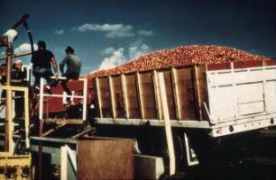 Fotografie: Gartenbautechnik-Freiland, Erntetechnik, Tomate