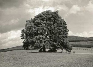 Oberlausitz. Linden von Rehnsdorf bei Elstra