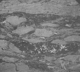 Glänzende Kohle (Jeffrey) : Geologie | Kohlengeologie | Das mikroskopische Bild der Kohle (Mikroskopische Kohlenpetrographie)