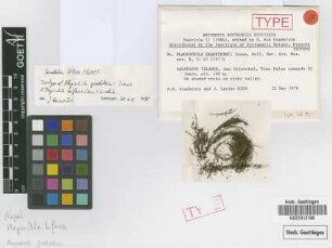 Plagiochila gradsteinii Inoue [isotype]