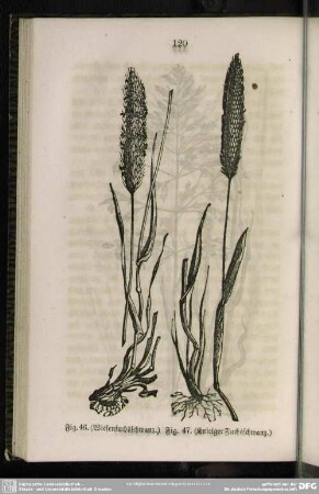 Fig. 46. (Wiesenfuchsschwanz) / Fig. 47. (Knieiger Fuchsschwanz)