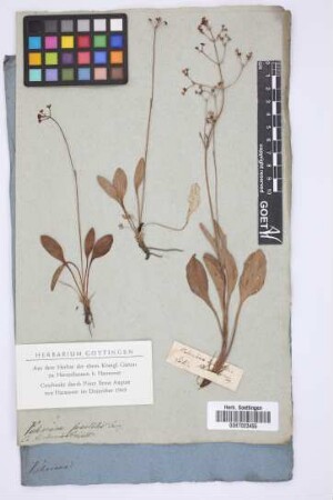 Valeriana saxatilis Jacq.