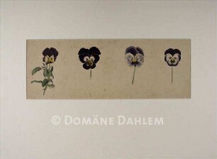 Tuschzeichnung "Blumen"