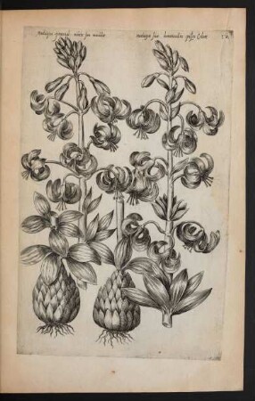 Taf. 52. [Lilium martagon]