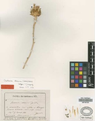 Serratula thracica Janka [isotype]