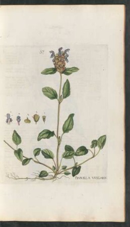 57. Prunella vulgaris