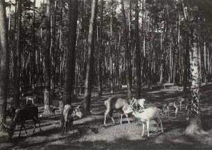 Moritzburger Teichgebiet: Wildfütterung.