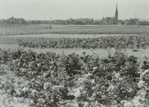 Dresden-Leuben mit Himmelfahrtskirche : Dresden-Leuben, Ansicht des Stadtteils mit Himmelfahrtskirche über eine Rosenpflanzung hinweg