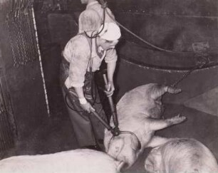 Betäuben der Schweine : Dresden. VEB Vereinigte Fleisch- und Wurstwerke. Betäuben der Schweine