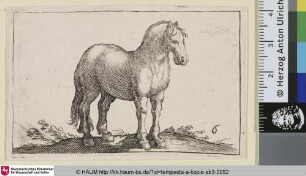 [Stehendes Pferd nach rechts; Standing Horse Viewed at a Three Quarter Angle]