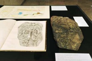 SLUB, Ausstellung "Gespräche mit der Erde. Geowissenschaften in Sachsen" : Ausstellungspräsentation im Buchmuseum. Ausstellungsvitrine zu Zechstein und Rothliegendes mit Teilskelett aus dem Kupferschiefer