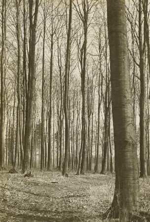 Buchenbestand auf dem Großen Winterberg im Elbsandsteingebirge