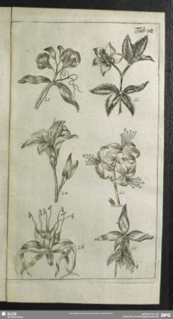 Tab. 38.