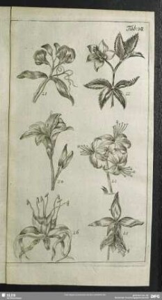 Tab. 38.