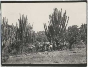 Vegetation mit Carapari und Phyllocactus bei Huertas, Provinz Campero