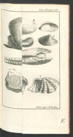 Tafel: Les Coquillages bivalves.