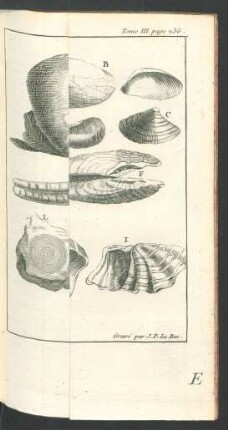 Tafel: Les Coquillages bivalves.