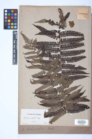 Alsophila phalerata Mart.