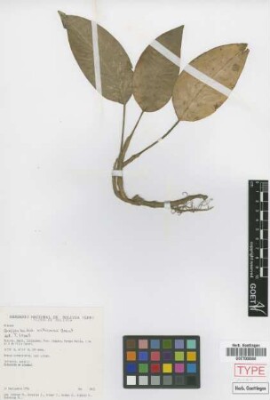 Dieffenbachia williamsii Croat [paratype]