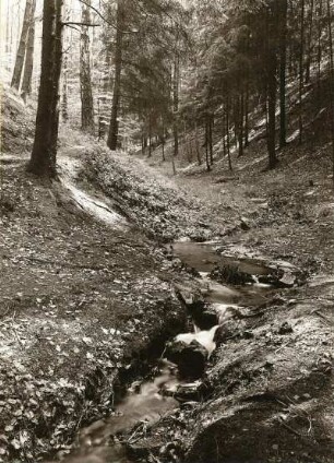 Dresdener Heide. Verlorenes Wasser. Blick aufwärts