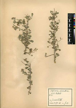 Zygophyllaceae Nitraria tridentata Desfontaines, René Louiche (1750 - 1833) [Jordan (Fluss)]