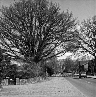 Dorfstraße: rechts Pkw: dahinter Wohnhäuser und Vorgärten: links Mauer: dahinter Baum