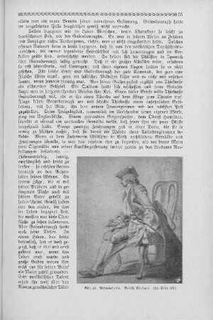 Abb. 43. Bildnisstudie. British Museum. (Zu Seite 105.)