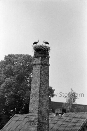 Schornstein mit Storchennest: darin zwei Störche: unten Dach