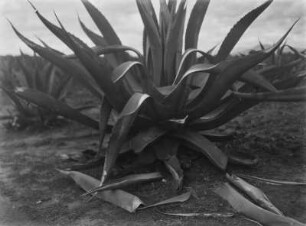 Agave : Nahaufnahme einer Agave.