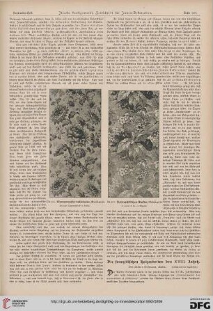 Die französischen Holzarbeiten des XVIII. Jahrh., [2]