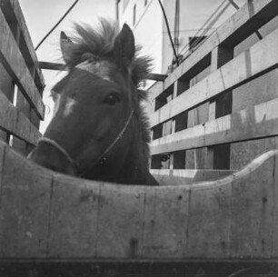 Islandpony am Hafen : Islandpony in einer Transportkiste am Hafen von Reykjavik beim Einschiffen auf das Schiff "Alexandrine"
