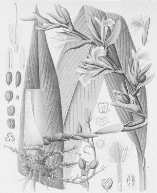 Cardamomen (Elettaria Cardamomum), farbig : Geographie | Wirtschaftsgeographie | Zucker-, Gewürz- und Getränke liefernde Pflanzen | Gewürzplanzen (Muskatnuß, Zimt, Vanille)
