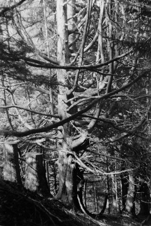 Baum : Alter knorriger Baum am Wegesrand.