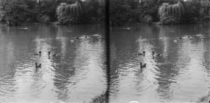 Stockenten : München, Englischer Garten, Stockenten (Anas platyrhynchos Linnaeus).