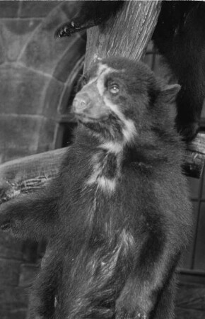 Braunbär : Tierporträts. Braunbär