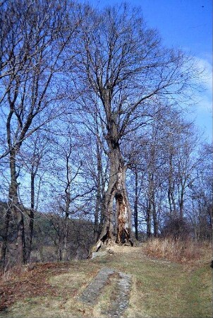 alter Baum am Ortsrand, Unterteil gespalten