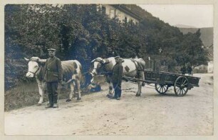 Foto eines Ochsenzweigespanns der Ochsen-Fuhrpark-Kolonne Nr. 1 in Fortelbach bei Markirch (Sainte-Marie-aux-Mines)