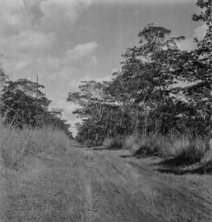 Baumsavanne : Straße durchschneidet die Baumsavanne (Miombo) im Kigosi Game Reserve