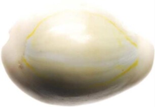 Gehäuse einer Kaurischnecke (Monetaria moneta, Cypraea moneta)