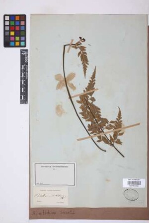 Asplenium nitidum