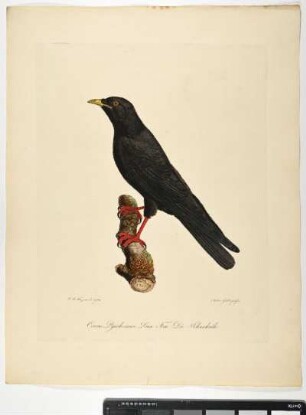 Corvus pyrrhocorax. Linn. fem. Die Schneekrähe. - Schneekrähe. Corvus pyrrhocorax; fem. - Zeichner: Johann Mathias Hergenröder; Stecher: Ambrosius Gabler